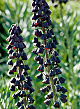 X   10 FRITILLARIA PERSICA 20/24