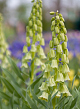 X   10 FRITILLARIA PERSICA IVORY BELLS 20/+