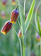X 100 FRITILLARIA SPECIES UVA-VULPIS  6/7