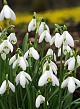 X 100 GALANTHUS ELWESII 6/7