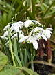 X 100 GALANTHUS FLORE PLENO 5/+