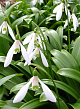X 100 GALANTHUS WORONOWII 6/7
