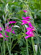 X 100 GLADIOLUS BYZANTINUS 6/+