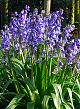 X 100 HYACINTHOIDES HISPANICA EXCELSIOR 10/+