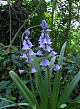 X 100 HYACINTHOIDES HISPANICA BLAUW 8/10