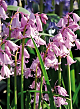 X 100 HYACINTHOIDES HISPANICA ROZE 8/10