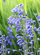 X 100 HYACINTHOIDES NON-SCRIPTA 7/8