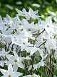 X 100 IPHEION UNIFLORUM 4/+