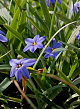 X 100 IPHIEON UNIFLORUM JESSIE 4/+