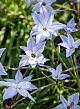 X 100 IPHEION UNIFLORUM WISLEY BLUE 4/+