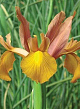 X 100 IRIS HOLLANDICA AUTUMN PRINCESS 7/8