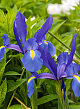 X 100 IRIS HOLLANDICA BLUE MAGIC 8/9