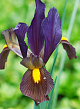 X 100 IRIS HOLLANDICA EYE OF THE TIGER 7/8