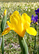 X 100 IRIS HOLLANDICA GOLDEN HARVEST 7/8