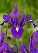 X 100 IRIS HOLLANDICA PURPLE SENSATION 7/8