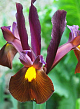 X 100 IRIS HOLLANDICA RED EMBER 7/8