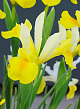 X 100 IRIS HOLLANDICA SYMPHONY 7/8