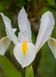 X 100 IRIS HOLLANDICA WHITE VAN VLIET 7/8