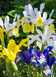 X 100 IRIS HOLLANDICA GEMENGD 7/8