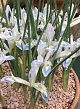 X 100 IRIS RETICULATA FROZEN PLANET 5/6