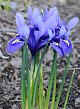X 100 IRIS RETICULATA HARMONY 6/+