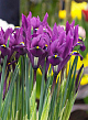 X 100 IRIS RETICULATA J.S. DIJT 6/+