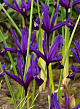X 100 IRIS RETICULATA PAULINE 6/+