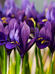 X 100 IRIS RETICULATA PIXIE 6/+