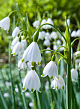 X 100 LEUCOJUM AESTIVUM 10/12
