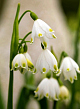 X 100 LEUCOJUM VERNUM I