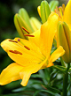 X   50 LILIUM AZIATISCH GEEL 16/18