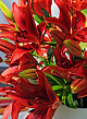 X   50 LILIUM AZIATISCH ROOD 16/18