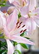X   50 LILIUM AZIATISCH ROZE 16/18