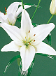 X   50 LILIUM AZIATISCH WIT 16/18