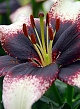 X   50 LILIUM AZIATISCH ZWART/WIT 16/18