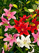 X   50 LILIUM AZIATISCH GEMENGD 16/18