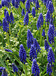 X 100 MUSCARI ARMENIACUM 8/9