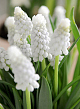 X 100 MUSCARI ARMENIACUM SIBERIAN TIGER 8/9