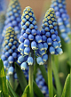X 100 MUSCARI AUCHERI BLUE MAGIC 8/9