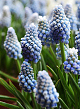 X 100 MUSCARI AUCHERI OCEAN MAGIC 7/8
