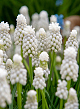 X 100 MUSCARI AUCHERI WHITE MAGIC 8/9