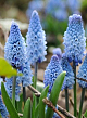 X 100 MUSCARI AZUREUM 6/+