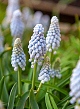 X 100 MUSCARI BABYS BREATH 8/+