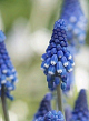 X 100 MUSCARI BOTRYOIDES SUPERSTAR 6/+