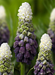 X 100 MUSCARI GRAPE ICE 5/+