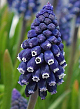 X 100 MUSCARI JOYCE SPIRIT 7/8