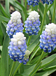 X 100 MUSCARI MOUNTAIN LADY 7/8