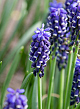 X 100 MUSCARI ARMENIACUM NIGHT EYES 7/8