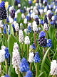 X 100 MUSCARI MIX 8/9