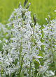 X 100 ORNITHOGALUM NUTANS 6/+